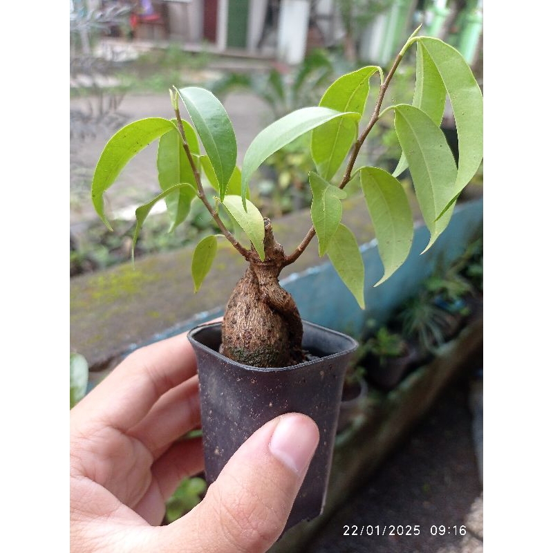 ficus benjamin bercaudex