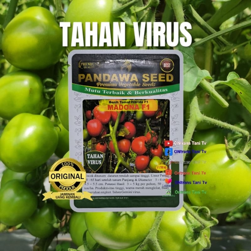 Benih Tomat Hibrida MADONA F1 tahan virus gemini
