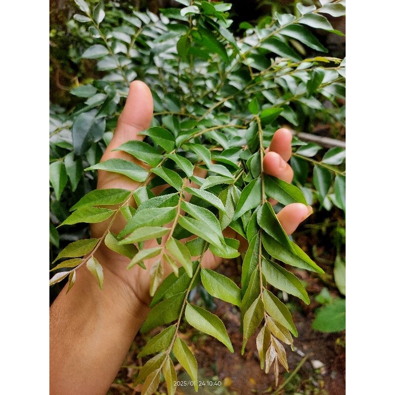 

CURRY LEAF / DAUN KARI / SALAM KOJA - SEGAR FRESH 100 GRAM