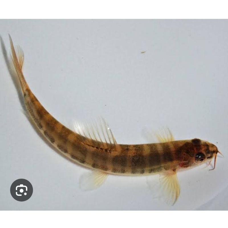 uceng hiasan aquascpe pebersih lumut alga