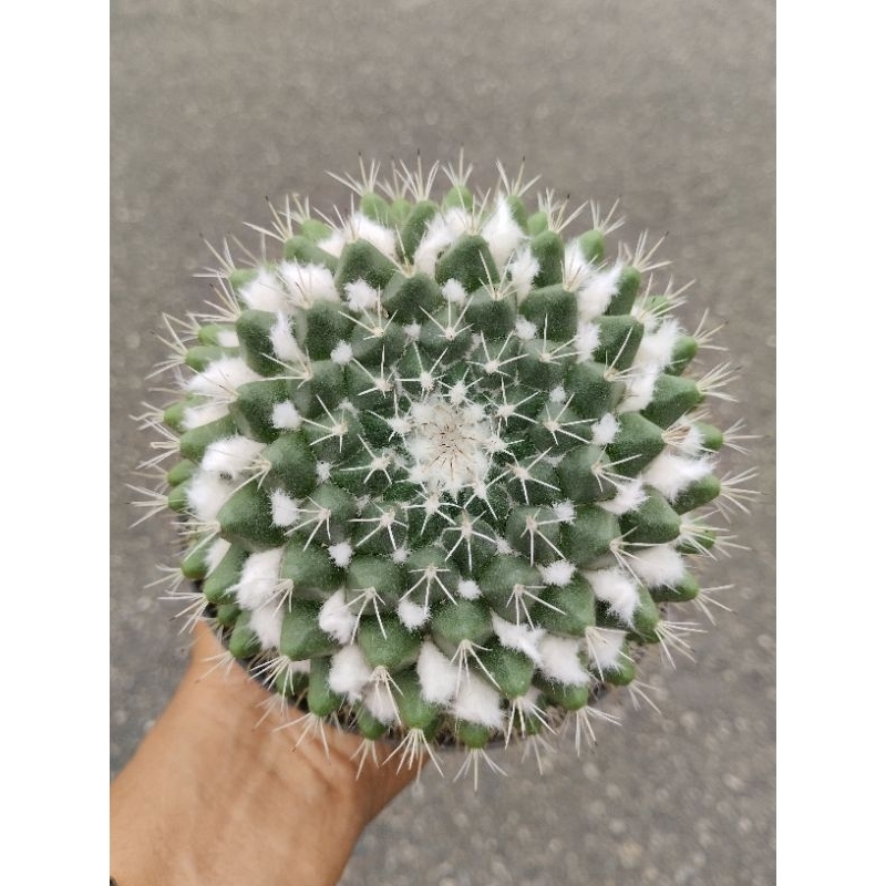 Kaktus Salak Import Ukuran Besar