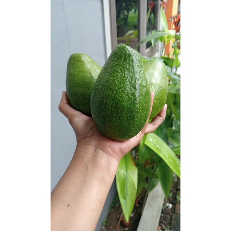 

ALPUKAT 1 KG