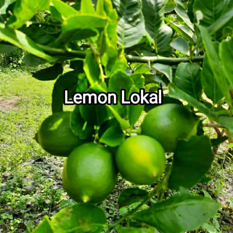 Bibit Jeruk Lemon Lokal Okulasi