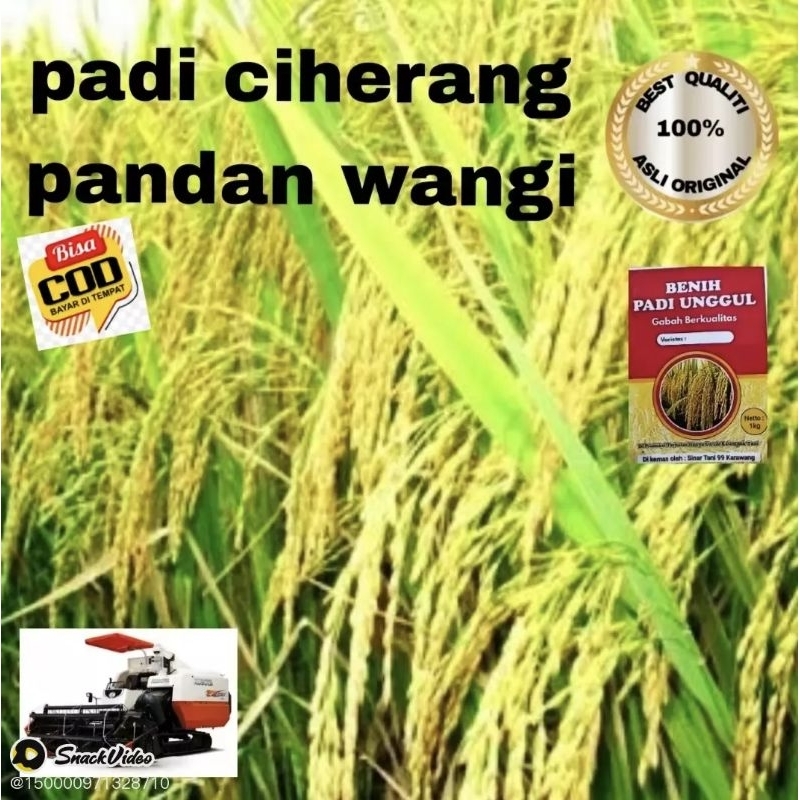 Bibit padi ciherang pandan wangi kemasan 1 kg