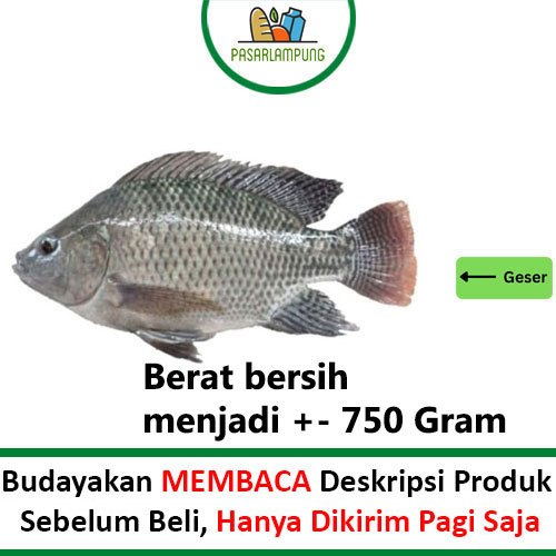 

Ikan Nila Segar 950-1000 Gram Pasar Lampung