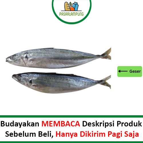 Ikan Layang Jumbo Frozen Beku Pasar Lampung