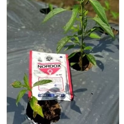 NORDOX 56WP