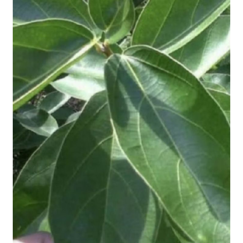 

daun cingcau segar 300 grm