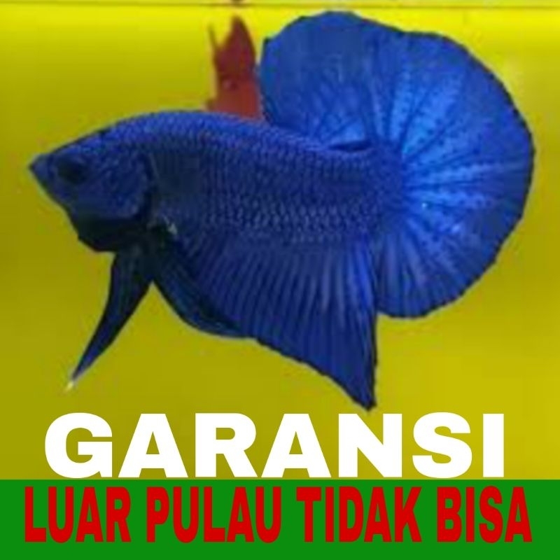 ikan cupang plakat dragon isi 10 bergaransi