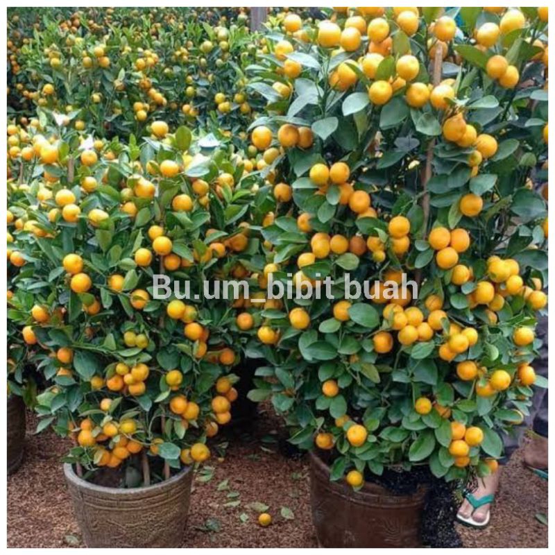 bibit tanaman jeruk kalamansi berbuah dalam pot
