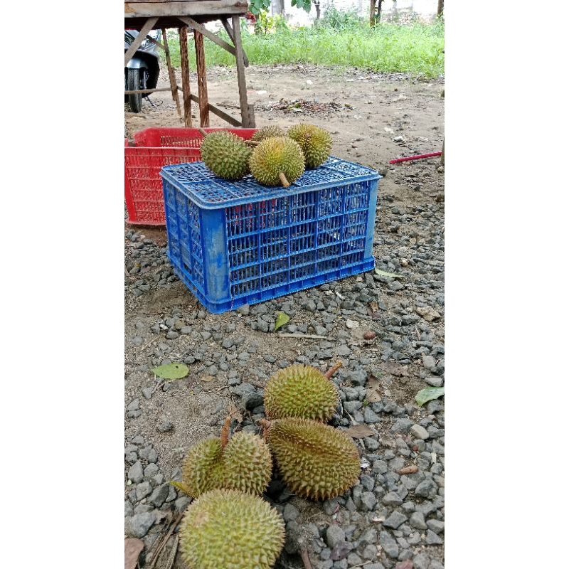 

Durian YsPutih terbaik dan enak lembut