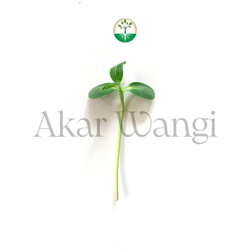 

Microgreen Sun Flower Akar Wangi