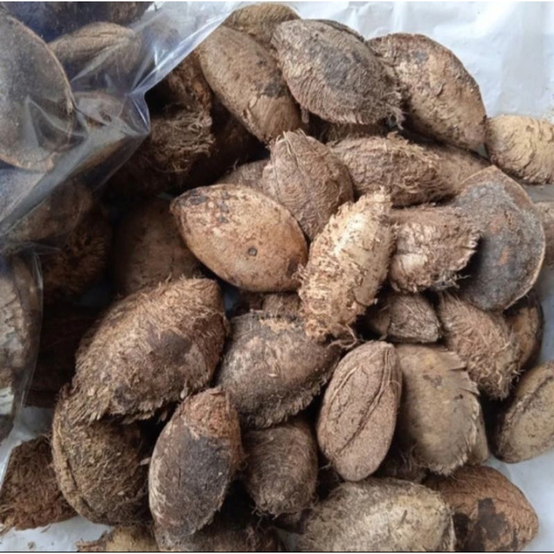 BIJI KETAPANG UNTUK PAKAN BURUNG PARUH BENGKOK BERAT 15KILO