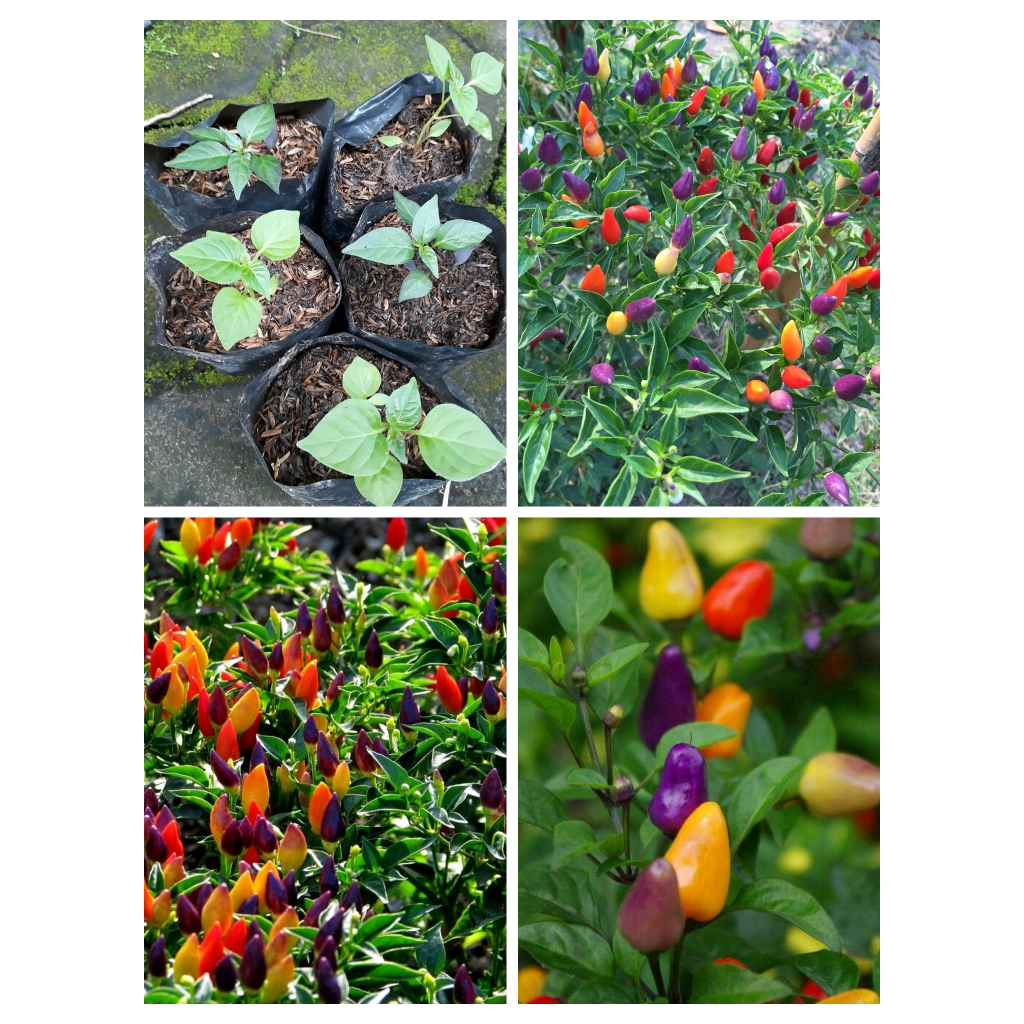 Bibit Cabe Pelangi Cabe Hias Warna Warni Kualitas Unggul siap berbunga