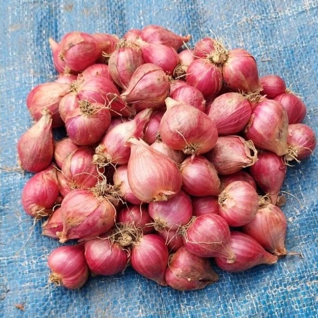 

BAWANG MERAH BREBES 1 KG kualitas super