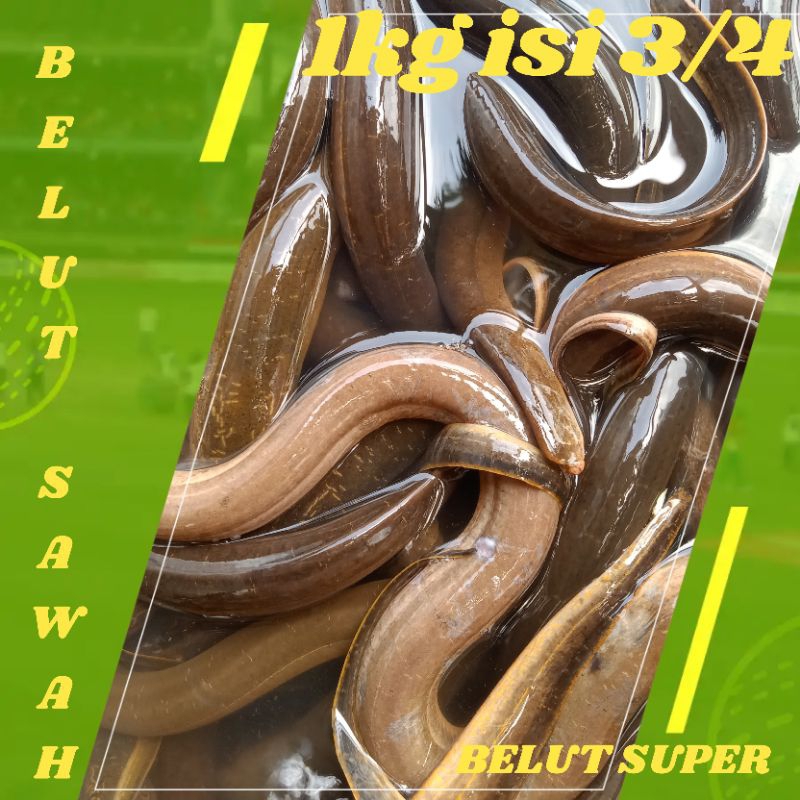

RB Ikan Belut Hidup 1kg isi 4 sampai 10