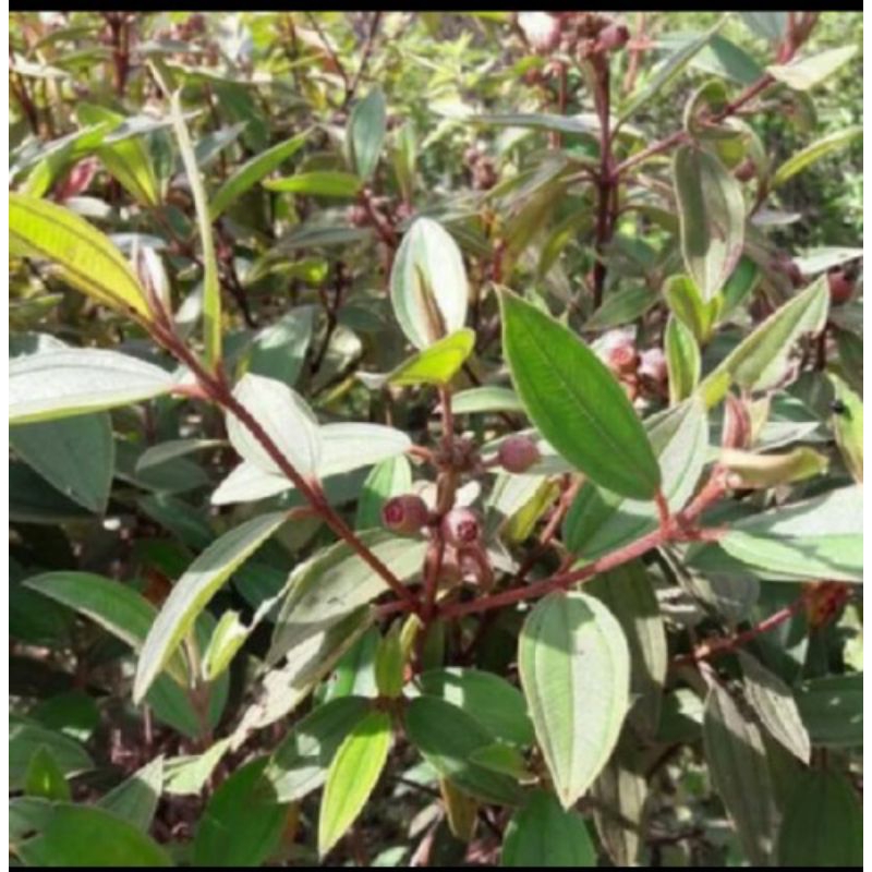 

Daun senggani fresh/daun senduduk 100 gram