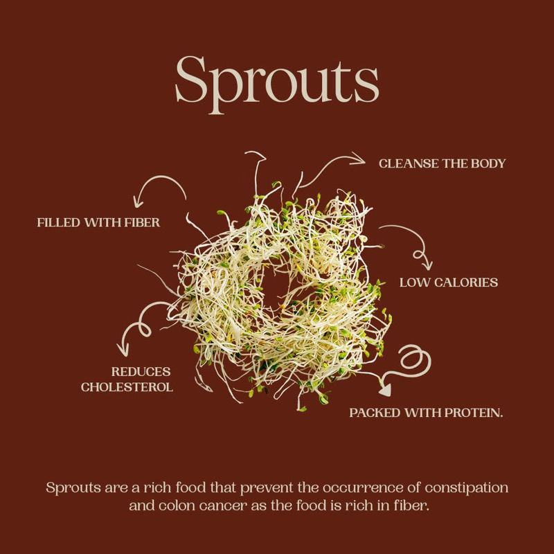 Alfalfa Sprout Green Akar Wangi