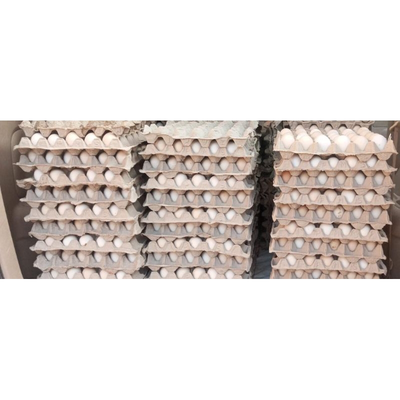 

Premium Egg 1 trai (30butir/trai)