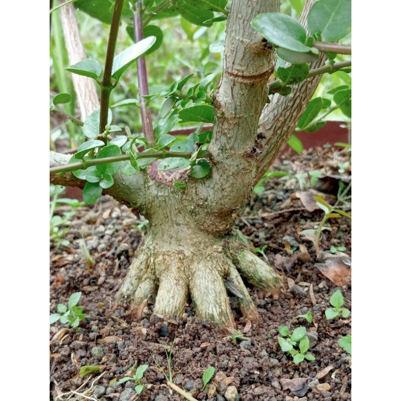 Bahan Bonsai Sancang Mame The Max Prokar Program Akar Realpict Sesuai Foto