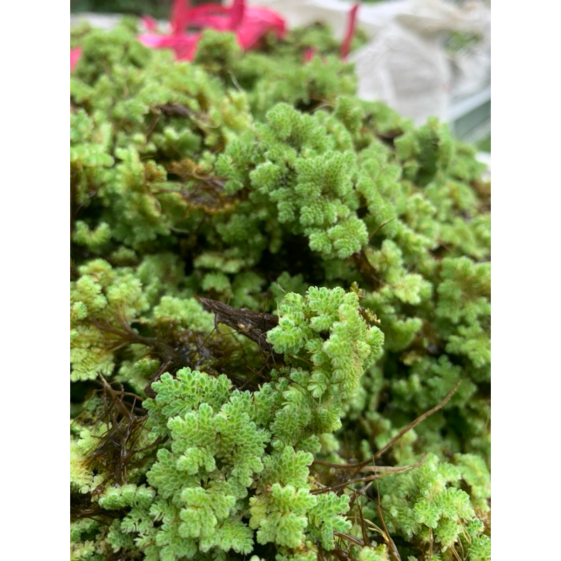 AZOLLA 2 kg azolla microphylla untuk pakan ikan ayam unggas bebek entok