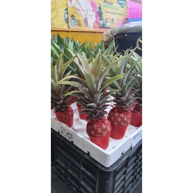 

Nanas Merah Bangkok dengan mangkok merah