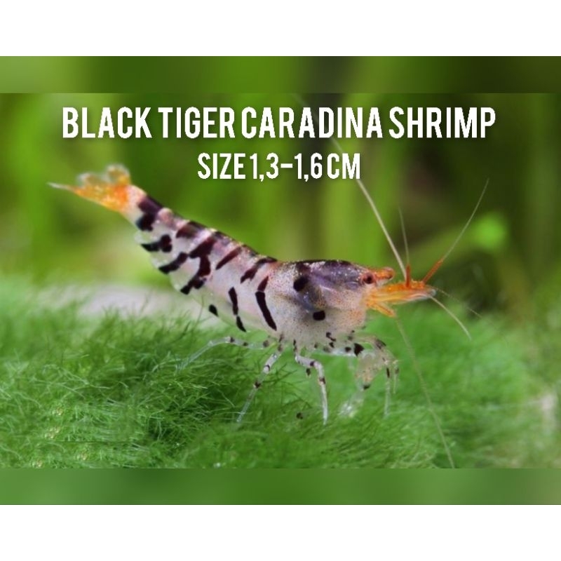 Udang hias black tiger caradina shrimp - udang hias - udang hias aquascape - udang hias aquarium - h