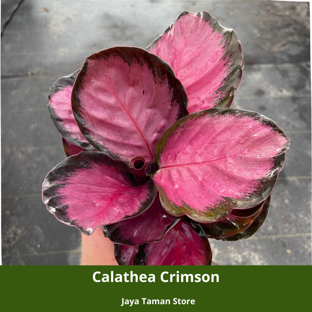 Promo Murah Tanaman Hias Calathea Crimson - Calathea Ungu Hias Indoor/Outdoor