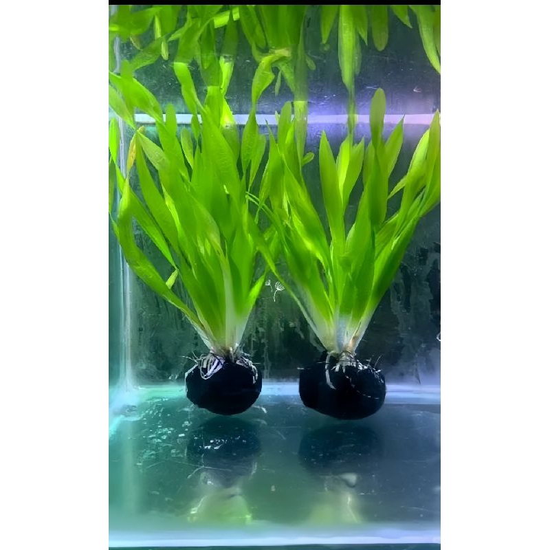 Vallisneria Spiralis Media Wabikusa Tanaman Aquascape Hiasan Aquarium Full Air