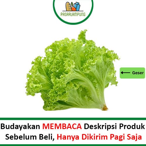 

Selada Segar Per Ikat Pasar Lampung