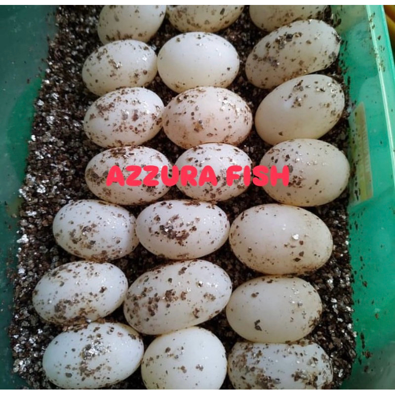 TELUR KURA KURA ALDABRA 100% BERKUALITAS