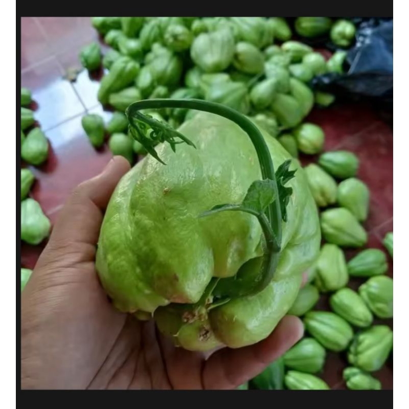 

Tanaman Labu Siam/Bibit labu siam siap Tanam