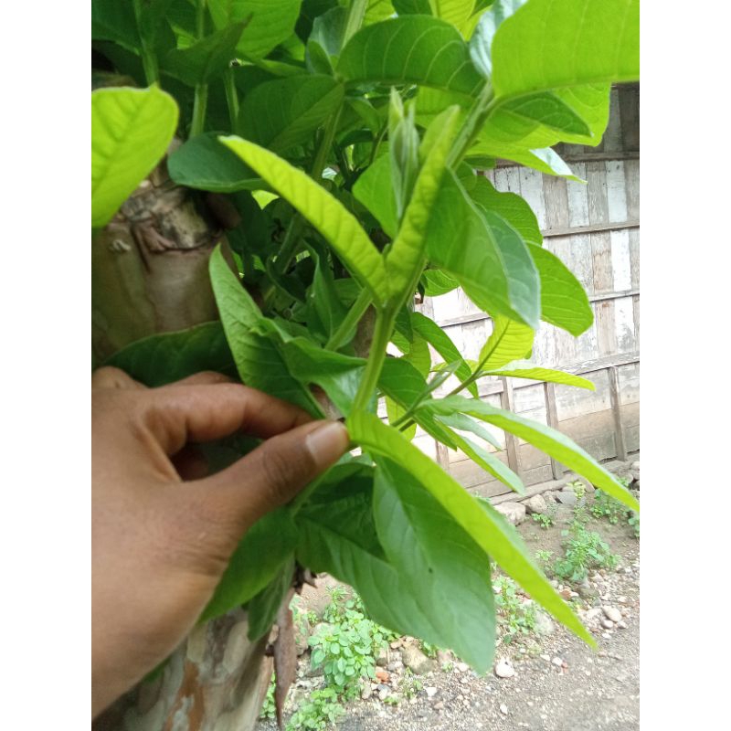 

daun jambu biji segar 100gram