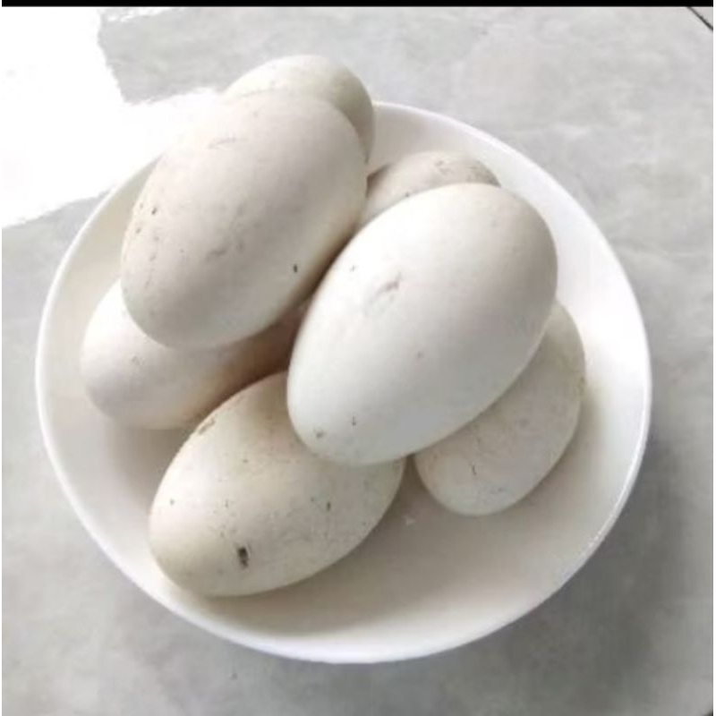 

Asli telor angsa FRESH/telor soang fresh untuk konsumsi