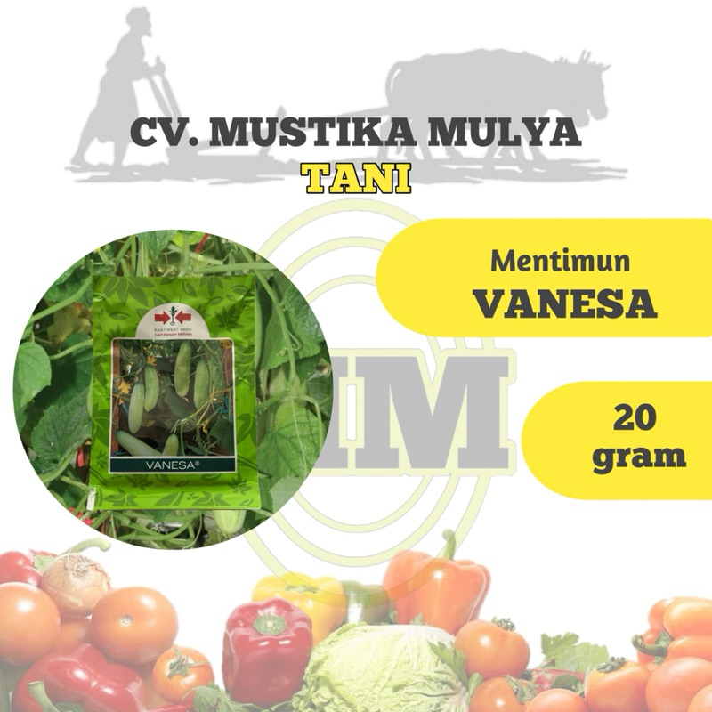 BENIH MENTIMUN ( VANESA ) CAP PANAH MERAH
