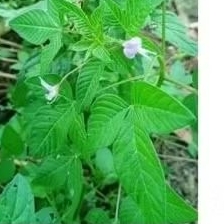 

DAUN MAMAN UNGU DAUN BOBOKAN 250GRM