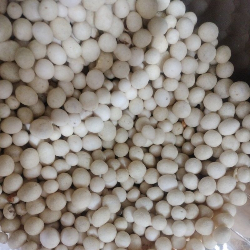 

kacang Sukro putih