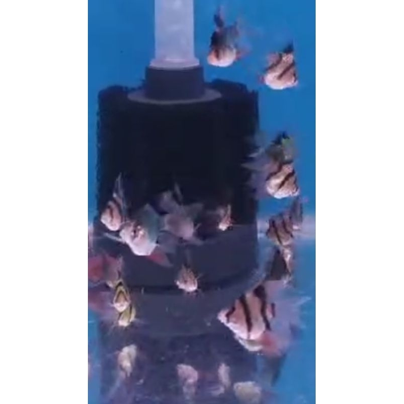 ikan Sumatra balon slayer