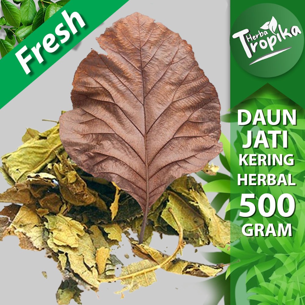 

Daun Jati kering 500 gram pucuk herbal alami toko herba tropika