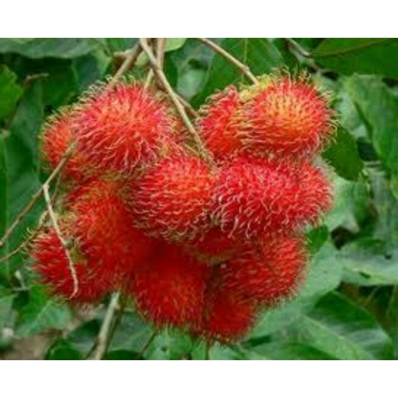 

rambutan Tarakan