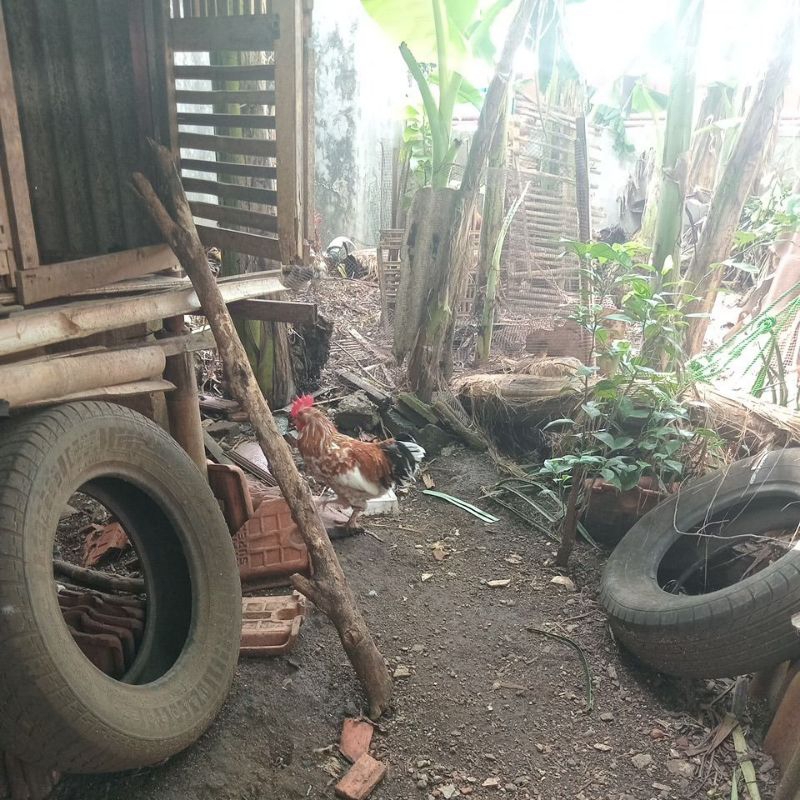 ayam kate kaki berbulu