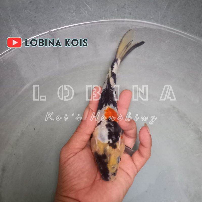 Ikan Koi Blitar Jenis Showa Doitsu Strong/ Lobina