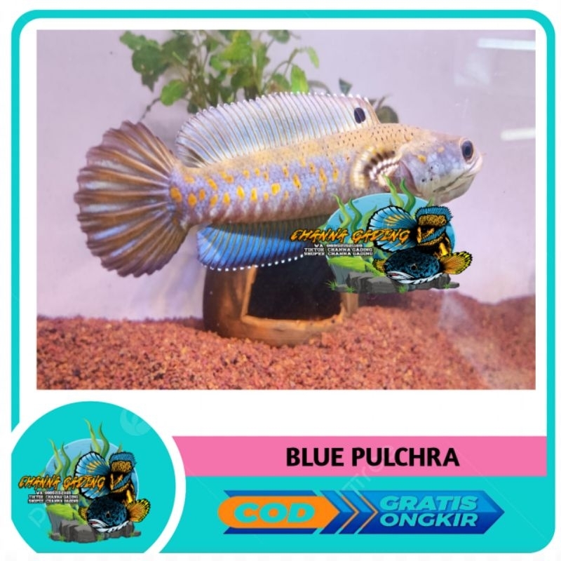 PATUNG CHANNA blue pulcra SUPER GRADE A