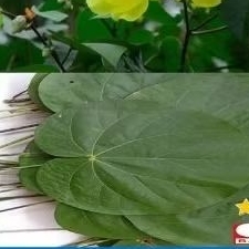 

DAUN WARU 250GRM PETIK PAS ADA ORDER