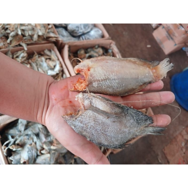 

ikan sepat besar 250gr