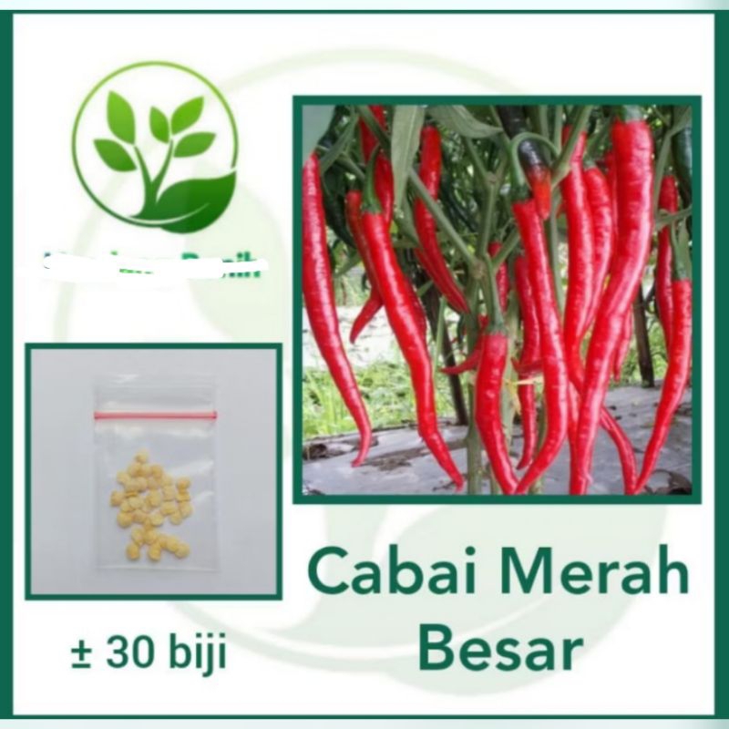 

Benih Cabe Merah Besar