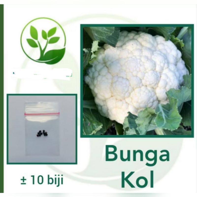 

Benih Bunga Kol