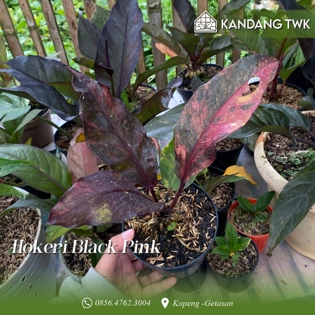 Hokeri Black Pink