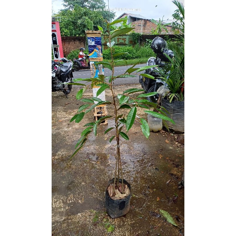 bibit durian kaki 3 ( free packing kayu )