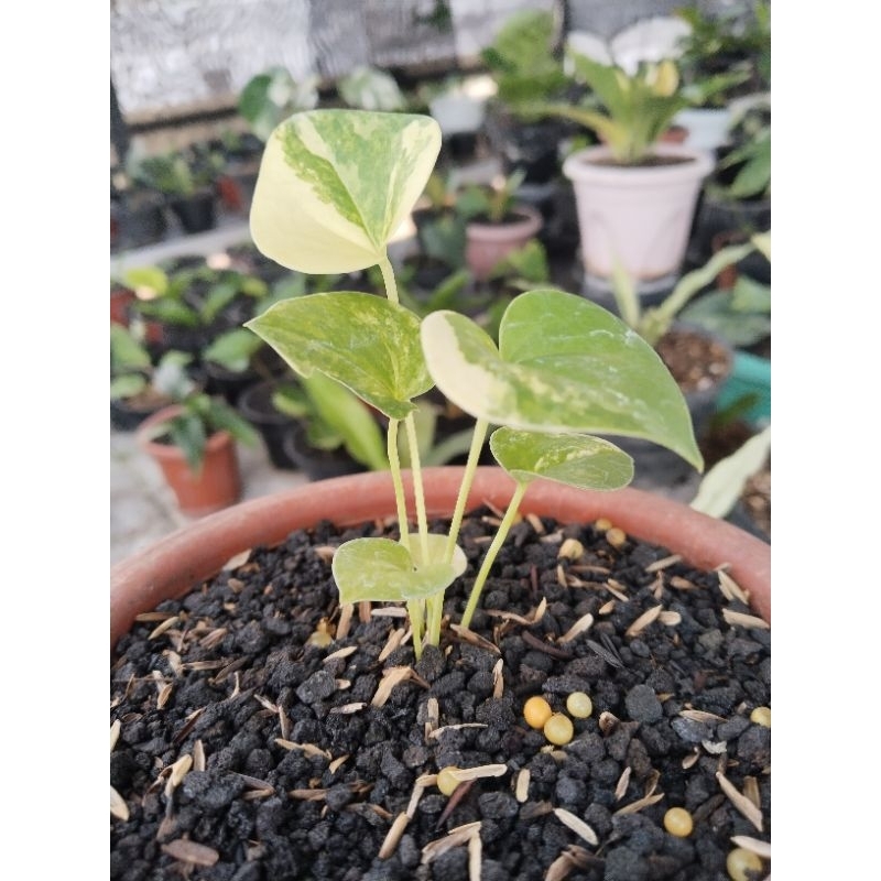 anthurium corong varigata mewah roset.